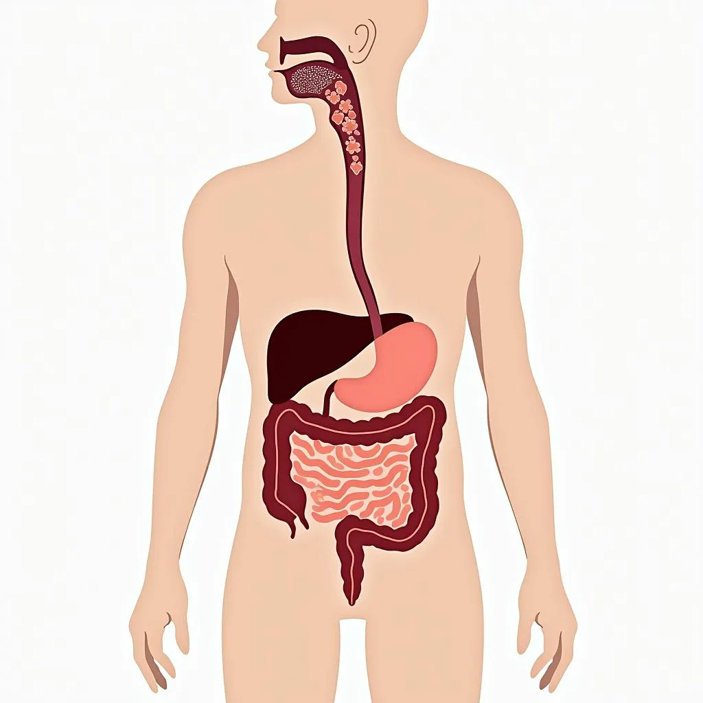 Human digestive system highlighting the role of bile salts