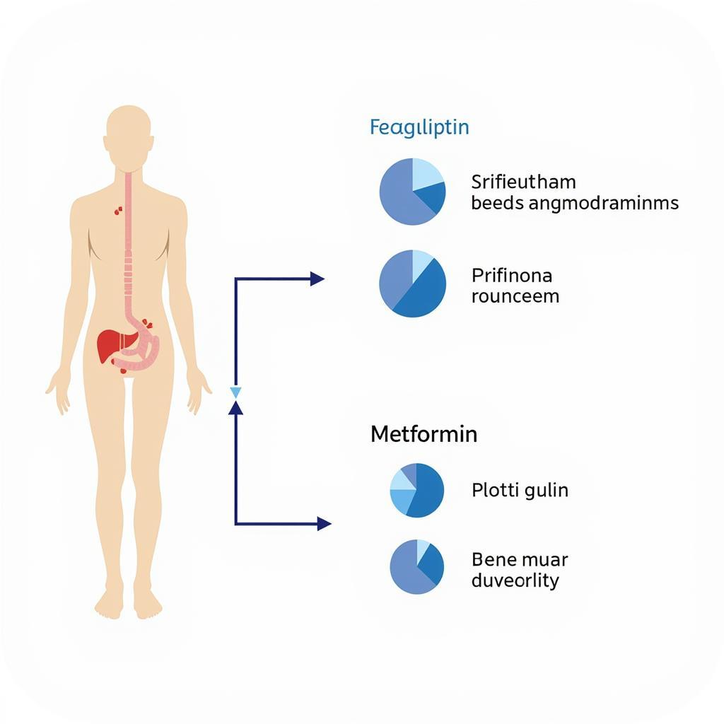 Sitagliptin Metformin Mechanism of Action