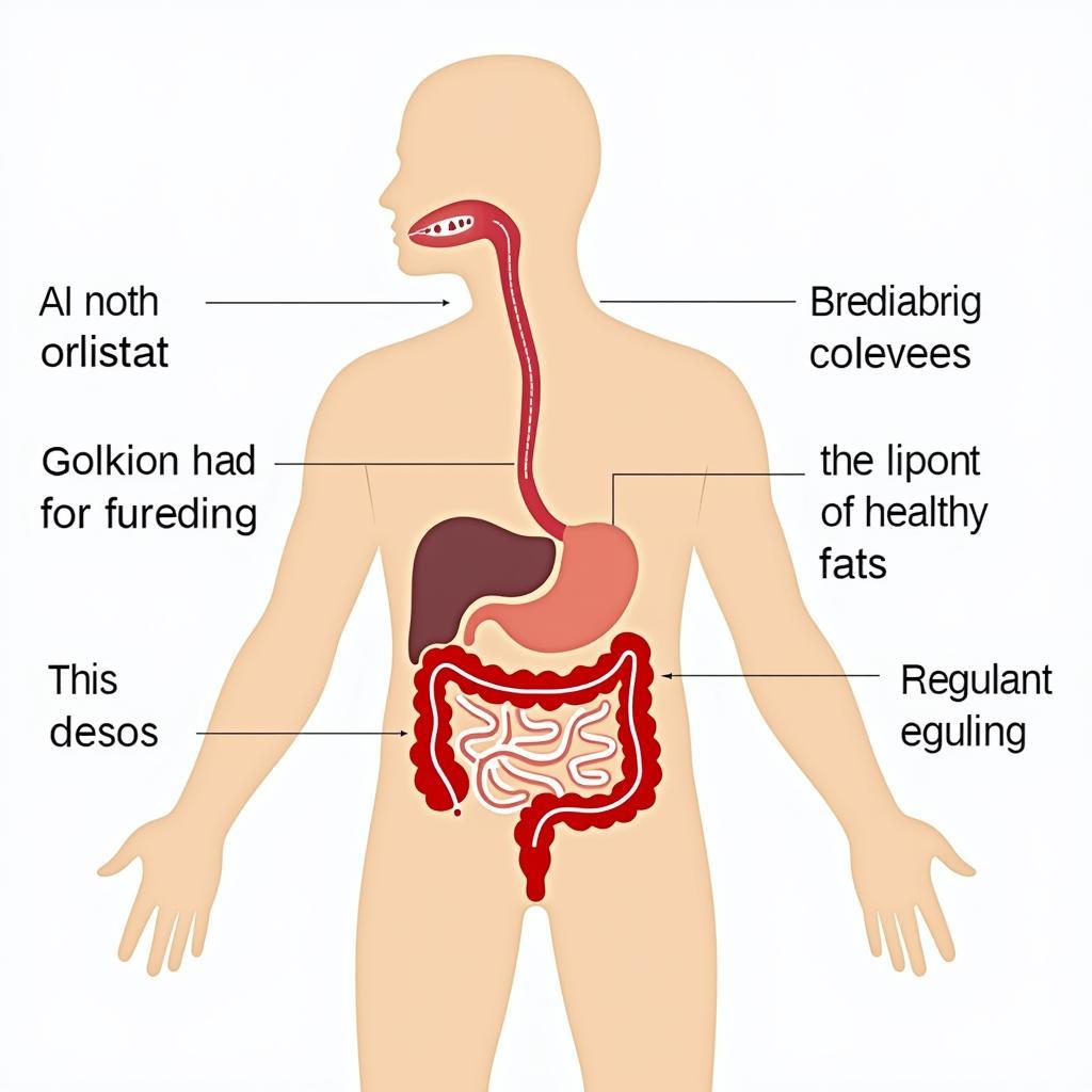 Orlistat Mechanism of Action Diagram