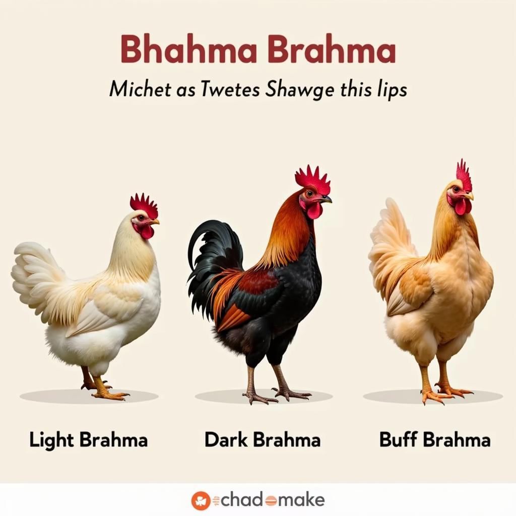 Different Brahma Chicken Breeds: Light, Dark, and Buff